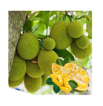 Hot Deal High Quality Frozen Jackfruit Natural Tasty Soft Jackfruit From Vietnam Fresh Fruit For Wholesale