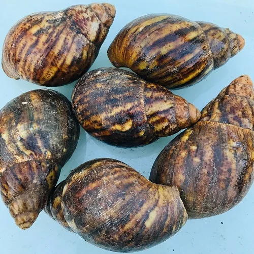 Dried Giant African Land Snails For Sale High Quality Edible Dried