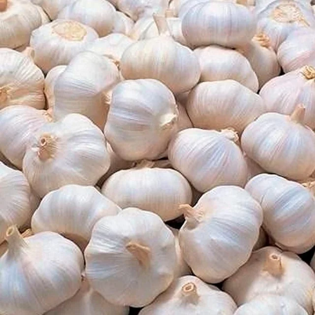 Fresh Garlic 2024 Crop Supply As Garlic Normal White And Pure White ...