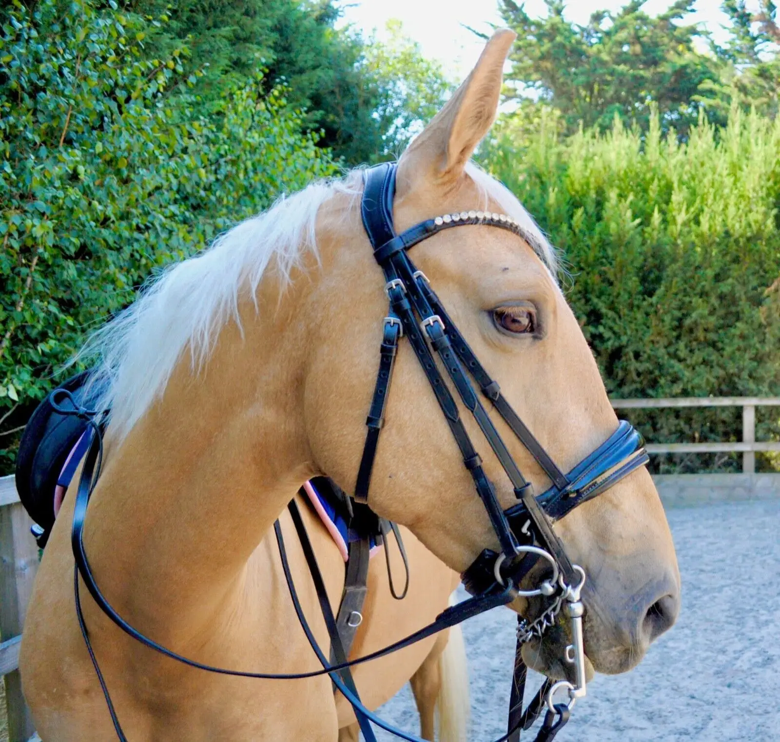 Malvern Saddlery PATENTLY Dressage Bridle