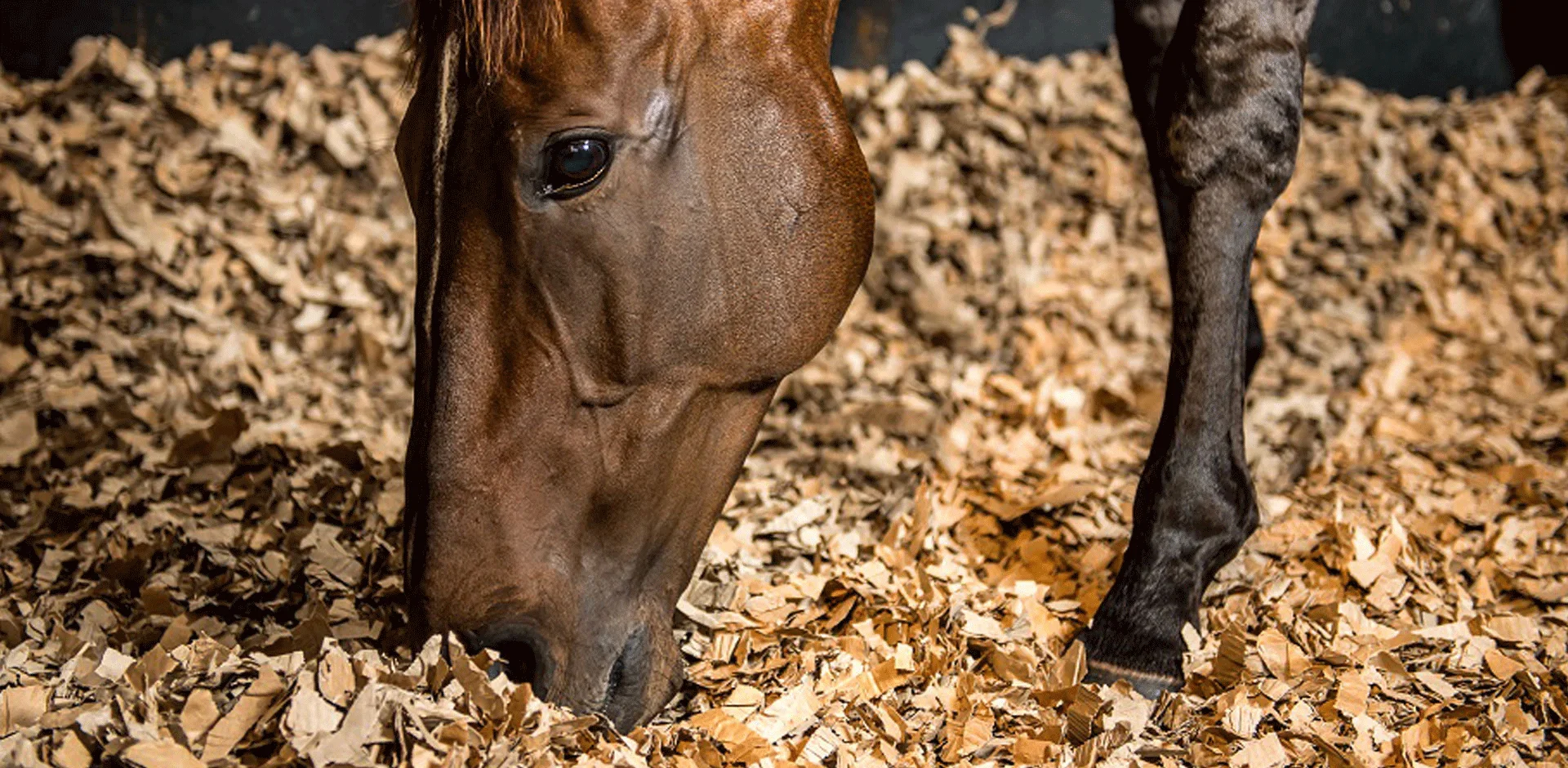Cheap Price High Quality Pine Wood Shavings For Horse Bedding / Pine