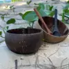 as picture (with coconut spoon)