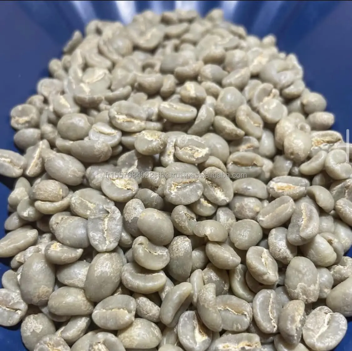Premium Quality Yemen Haraaz Red Aa Rich And Intense Arabica Raw Green