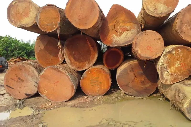Lauan Logs for Export to Europe  Philippine Mahogany Logs for Export to Europe  Lauan Logs for Export to Asia