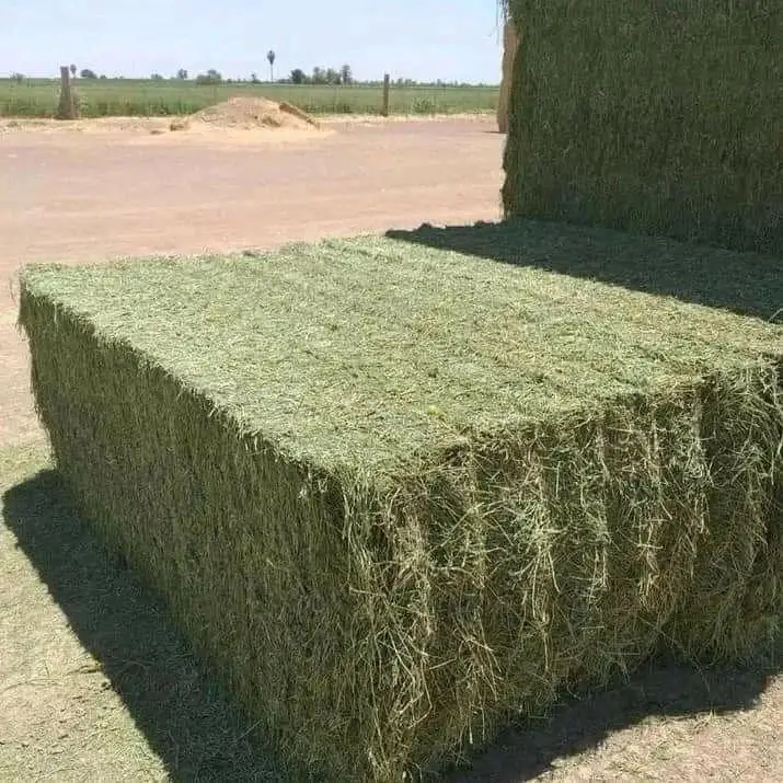 Quality Timothy Alfalfa Hay Quality Alfalfa Hay / Timothy / Lucerne ...