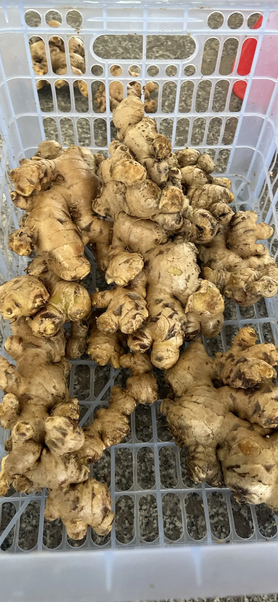 Vietnamese New Crop 2024 Fresh/dried Ginger Root Or Zinger With Top ...