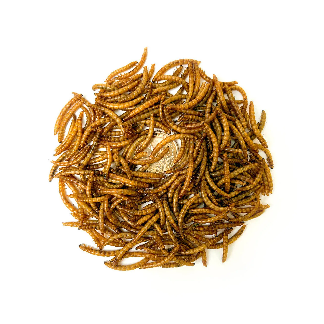 Dried Mealworm For Bird,Yellow Dried Mealworms Yellow Wholesale High