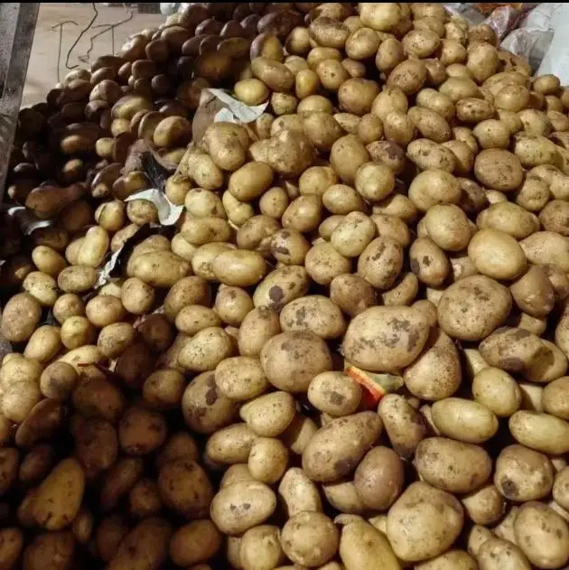 Potatoes from Central Europe