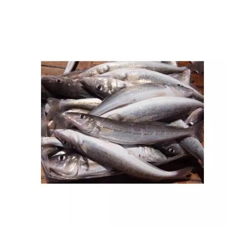 Frozen Horse Mackerel Pacific Mackerel Tuna Trout Bonito Tilapia Squid ...