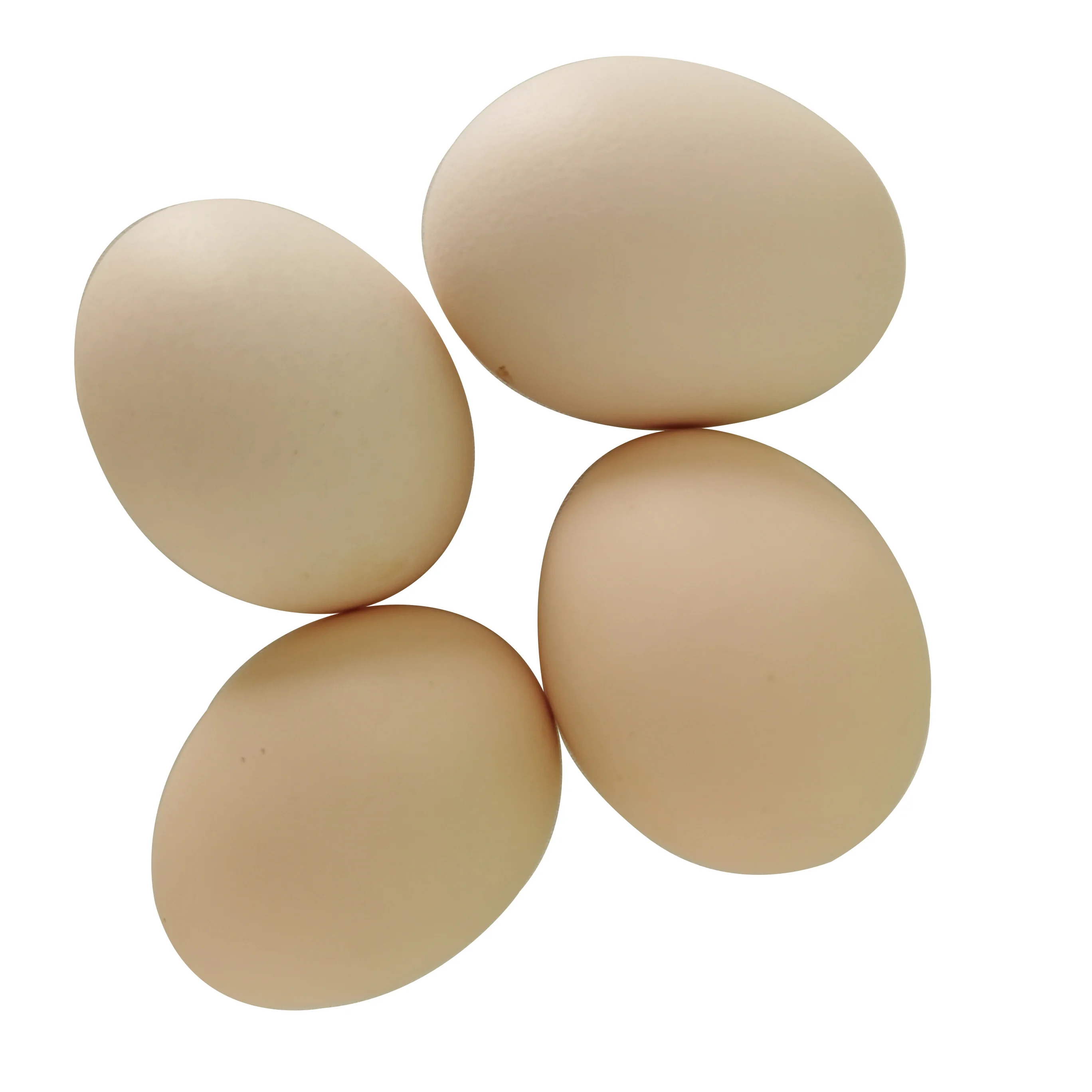 Fresh Chicken Table Eggs & Fertilized Hatching Eggs,White And Brown