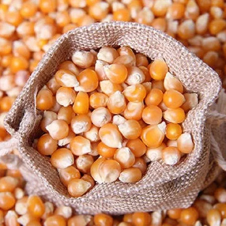 Organic Corn Non-GMO for Animal Feed Yellow Maize Wholesale Price