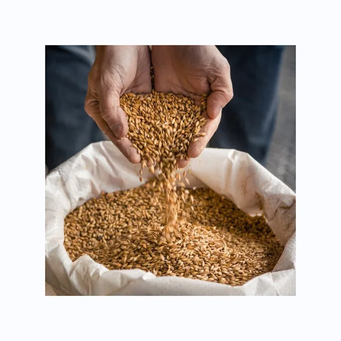 Bulk Malted Barley,Barley Grain Ready For Export Buy Top Quality