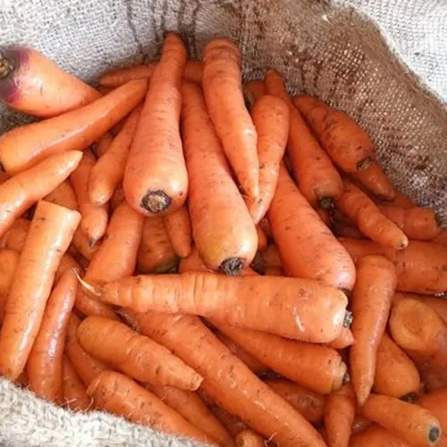 Organic Fresh Carrots Wholesale Bulk Washed & Graded 10kg Mesh Bags Orange/Red Ready to Use for Export in Competitive Price