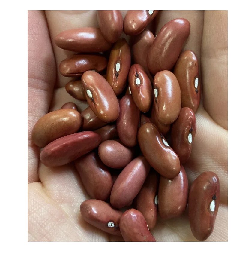 Brown Kidney Beans Light Red Kidney Beans Wholesale Buy Best