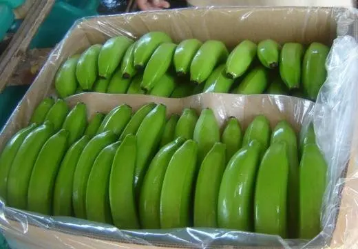 Organic Fresh Cavendish Bananas Grade a 20kg Ready to Eat