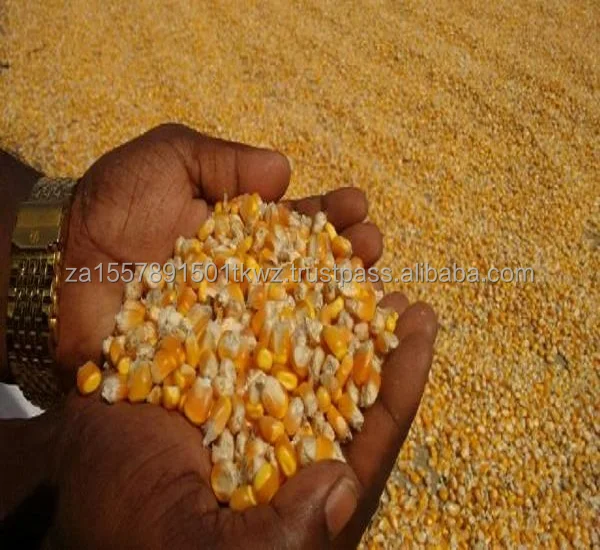 Yellow Maize.jpeg