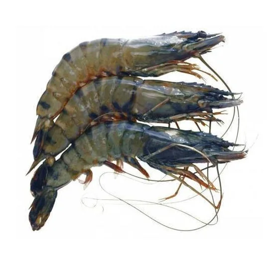 Fresh Tiger Prawns Wild Shrimps Buy Prawns Shrimps Black Tiger