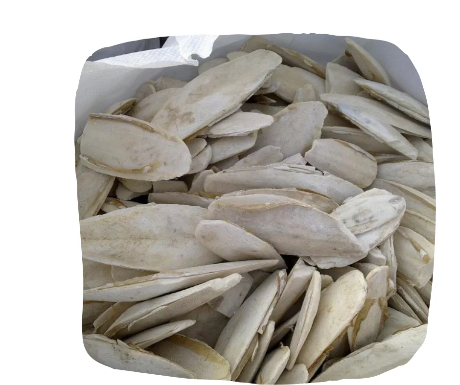 2024 Dried Cuttlefish Bone For Birds Food Cuttlebones Natural 100 Sun Dried Cuttle Bone Sale