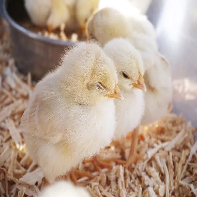 Day Old Broiler Chicks Raising Day Old Chicks / Ross 308 Day Old ...