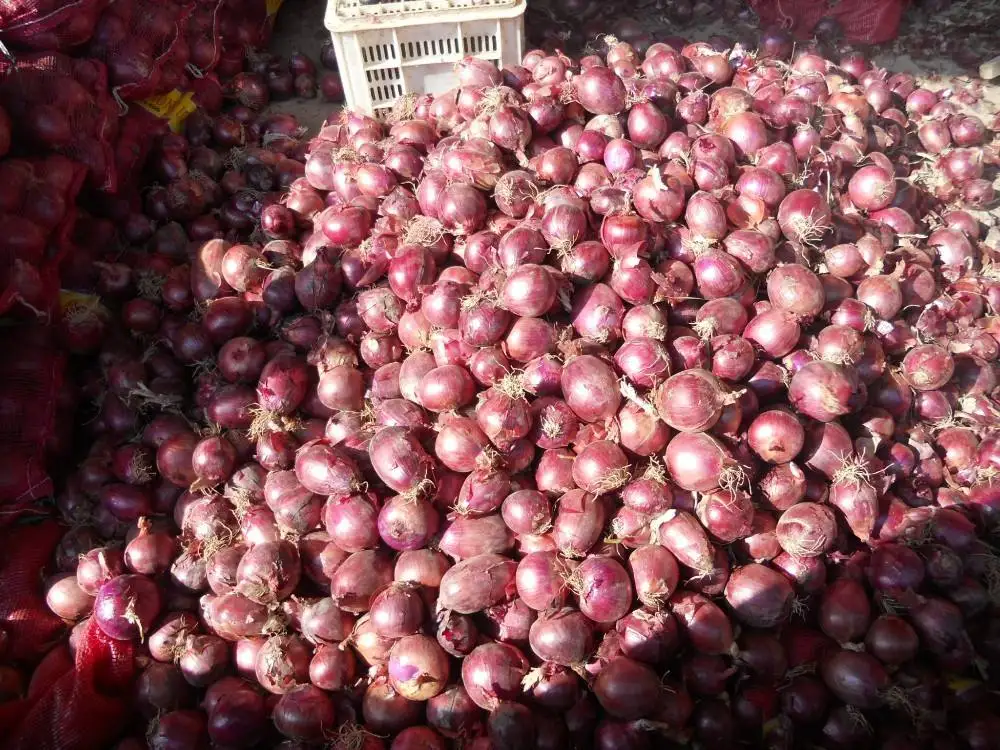 2024 ONION Red Onion for wholesale Manufacturers to Worldwide vast Selling at Low price