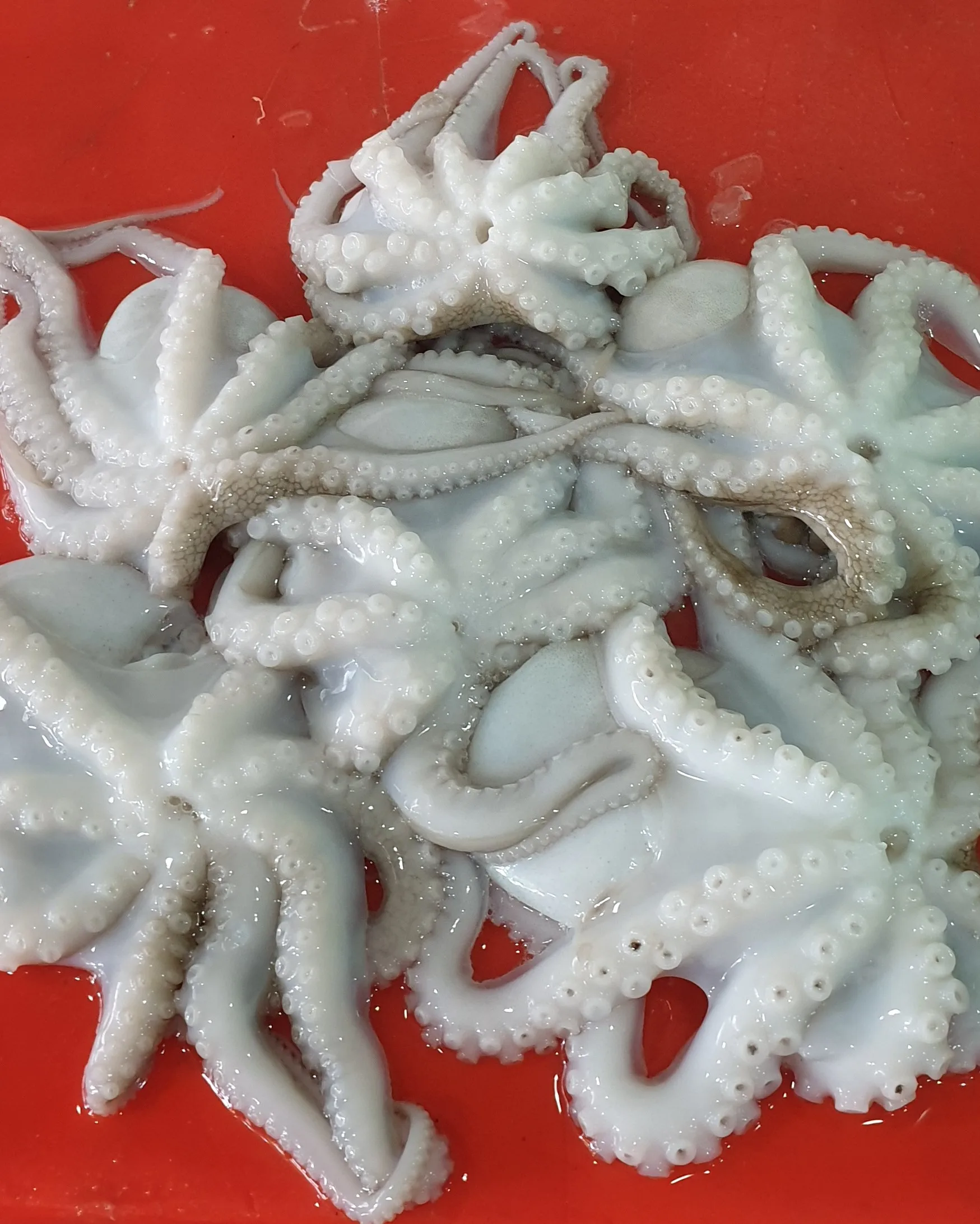 Wholesale Price Frozen Octopus / Frozen Baby Octopus (seafood) Bulk