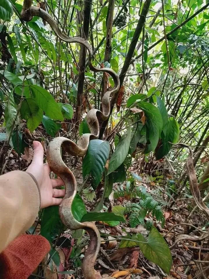 Blue Lotus Farm Hot Product Decorative Twisted Forest Rope Climbing Vines for Sale Rope Limbs and Entwines Oak Tree Liana
