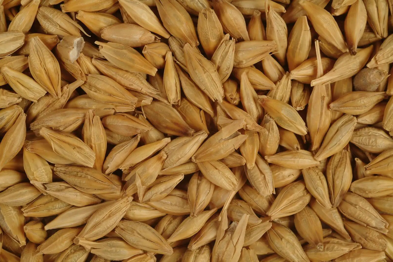 barley.jpg