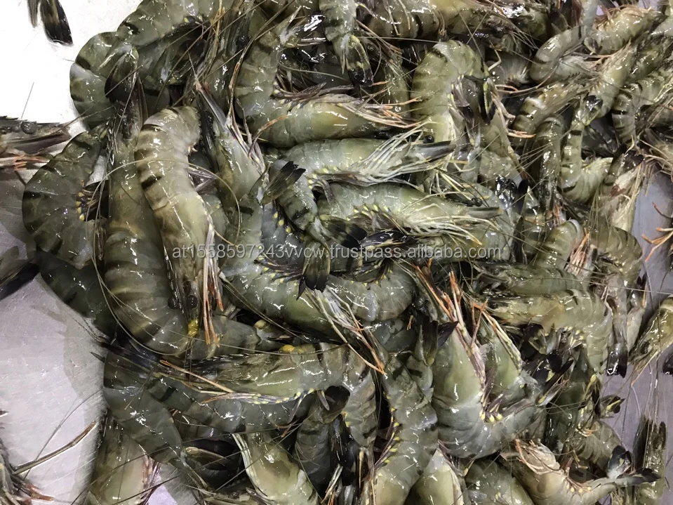 black tiger shrimps.jpg