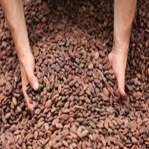BULK SUPPLY Sun Dried Cocoa / Cacao Beans/ COCOA BUTTER