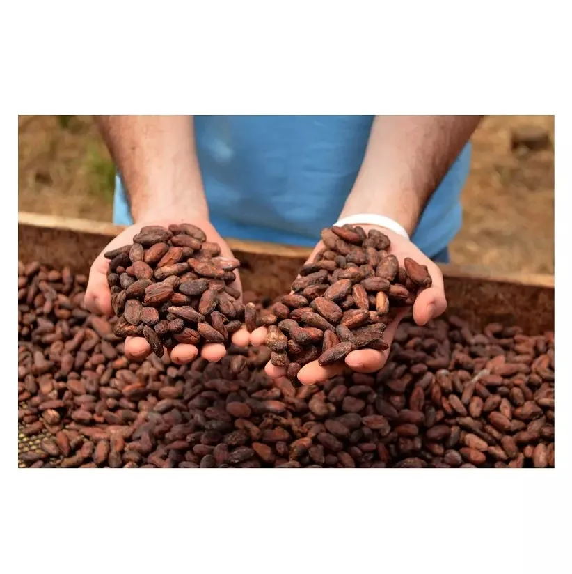 Cocoa Beans New Crop Fermented Cocoa Beans Buy Best Quality Wholesale