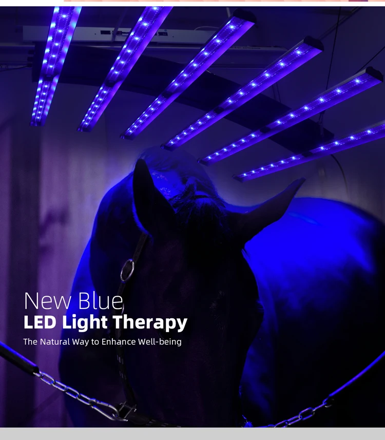 Redfy Led Therapy Horse Redlight Therapy Horse Boot Bemer Therapy Horse