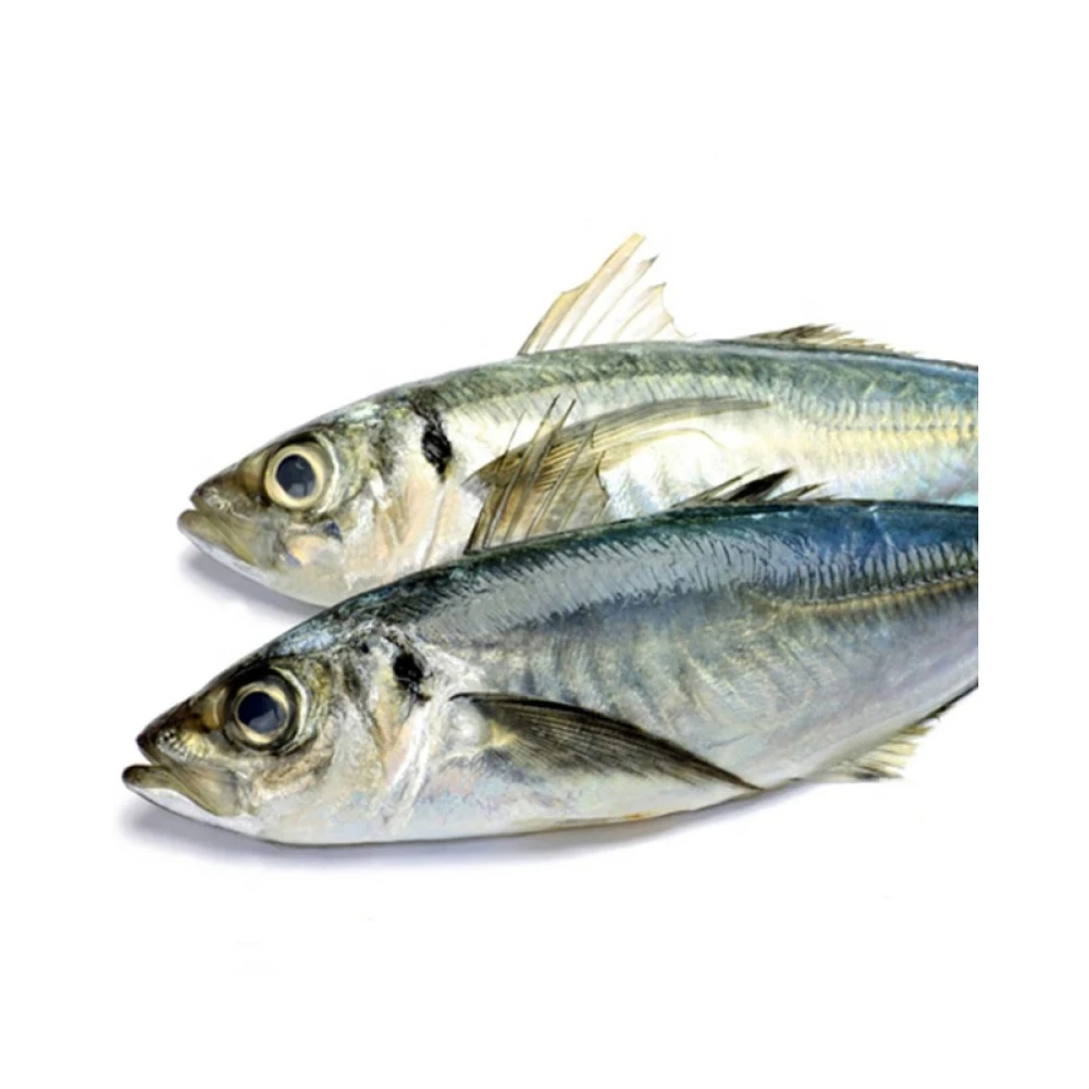 Frozen Horse Mackerel Fish Seafood Horse Mackerel Fish Big Eye