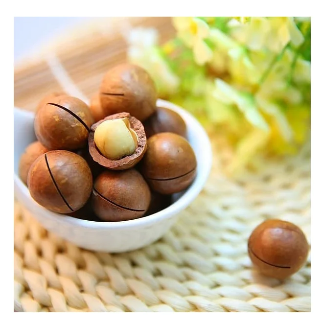 Hot sale Macadamia Nuts Raw Salted Roasted Maca Powder Healthy Food Macadamia in Shell