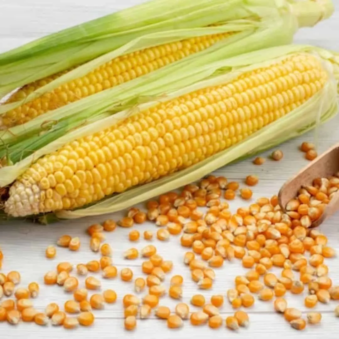 High-Quality Yellow Corn Maize Grain for Animal Feed & Human Consumption, Non-GMO, Bulk Supply, Wholesale Price, 2025 Harvest