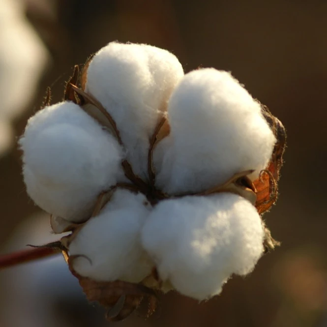 Wholesale Raw Cottoncotton Raw Cotton For Cotton Buds Soft Bag Whitemic