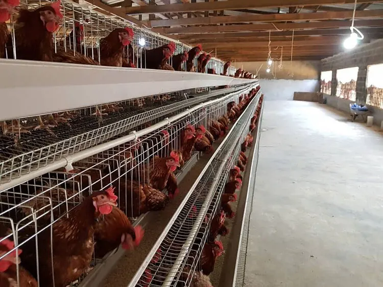 Poultry Farm 2000 Birds Galvanized Metal Animal Eggs Battery Cages Layer Laying Hens Chicken Breeding Cage