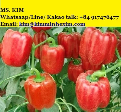 Fresh Bell pepper/ Capsicum from Vietnam - NHP Foods- Ngan Hoa Phat Co., Ltd