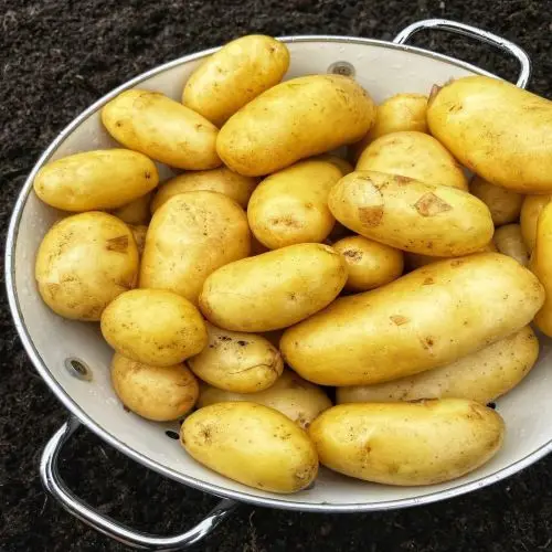 Fresh Natural Potatoes Available In Bulk Buy Fresh Potatoes/ Fresh