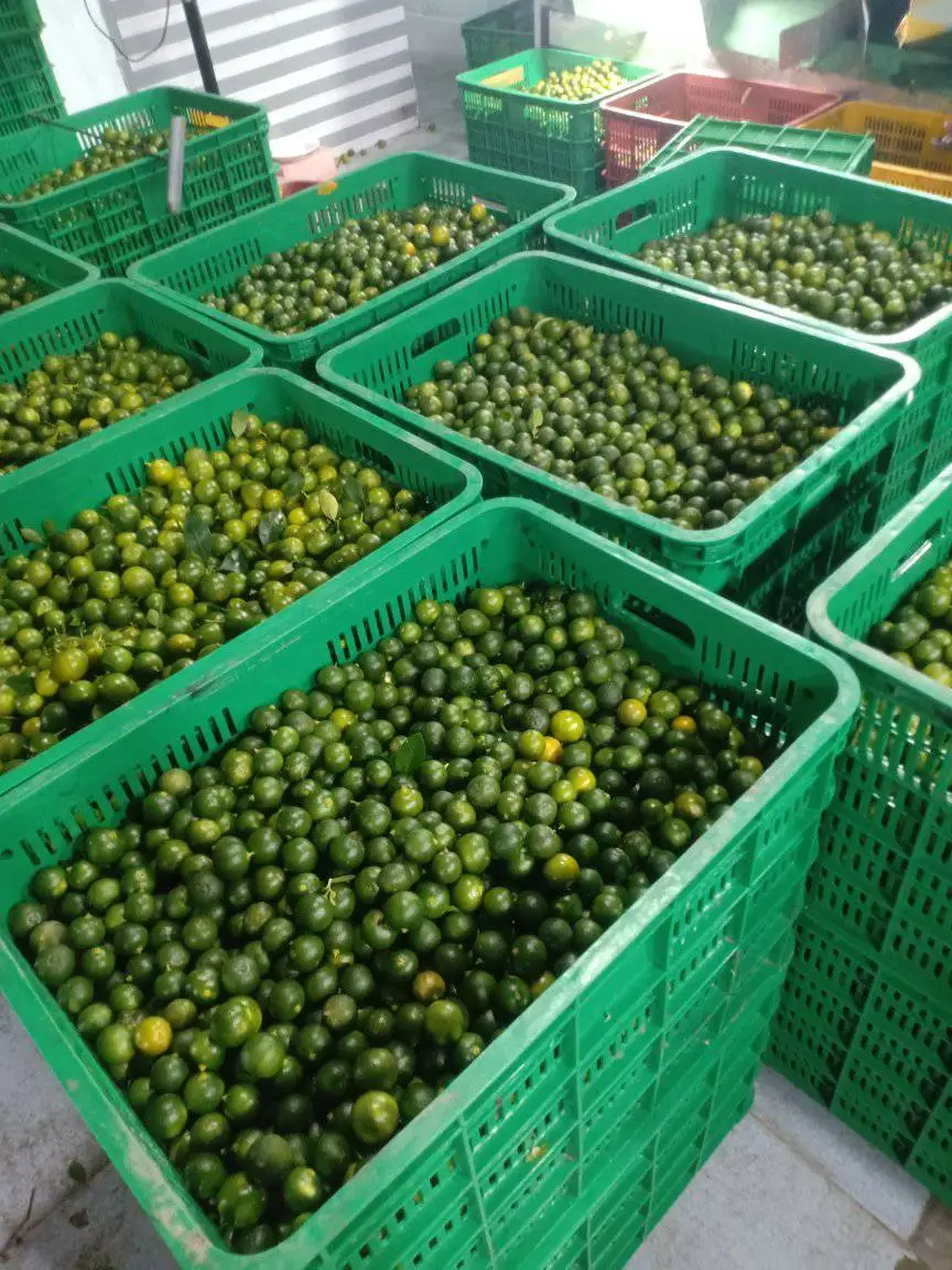 Wholesale Green Calamansi Frozen Sour Kumquat Fruit Origin Vietnam