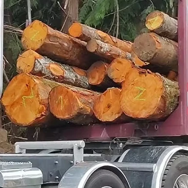 Alder Logs for Sawmills Alder Logs for Lumber Production Alder Timber Supplier
