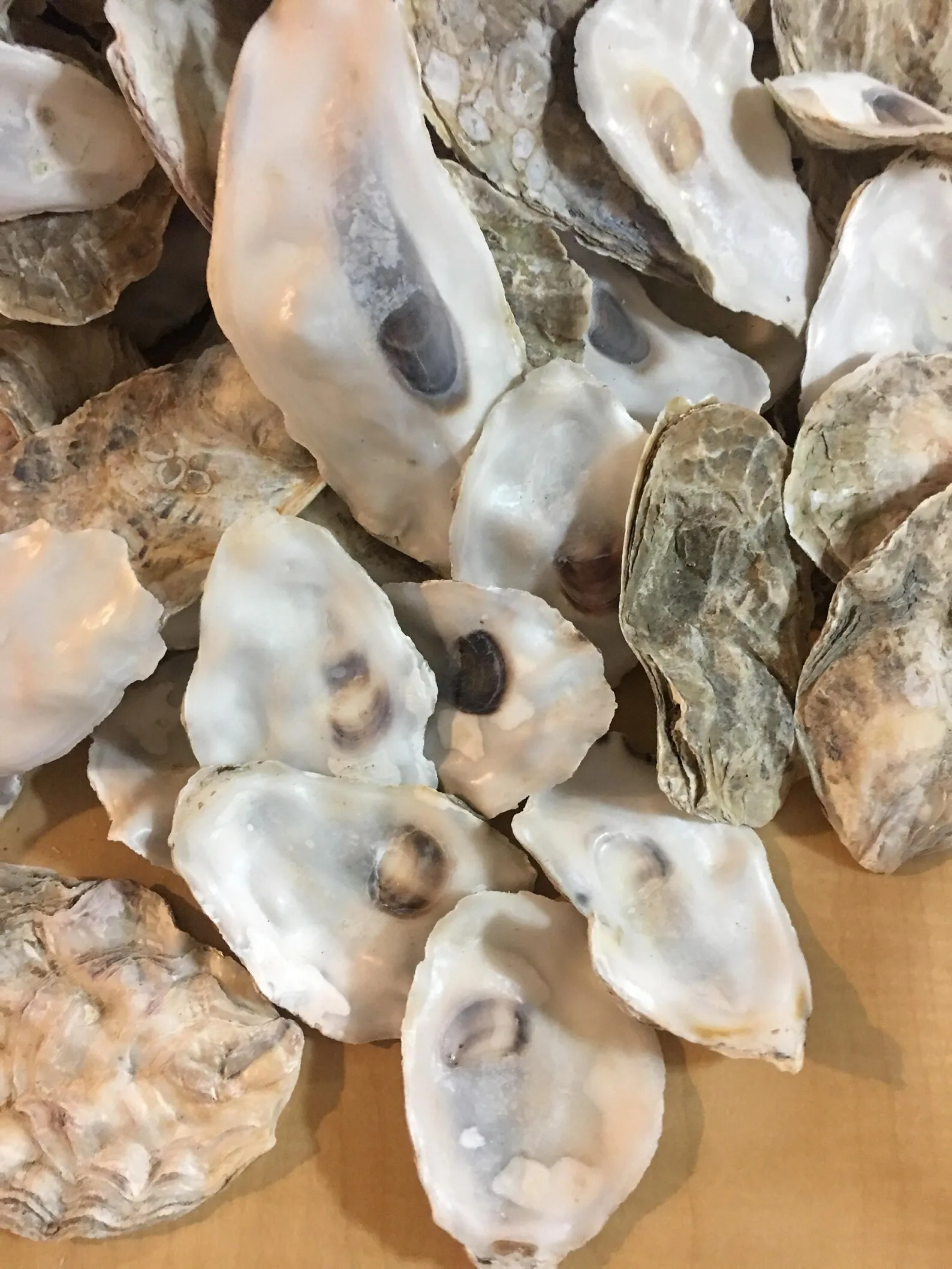 True Oyster Shell Large Quantity Unpolished Natural Oyster Shells for Home Decor