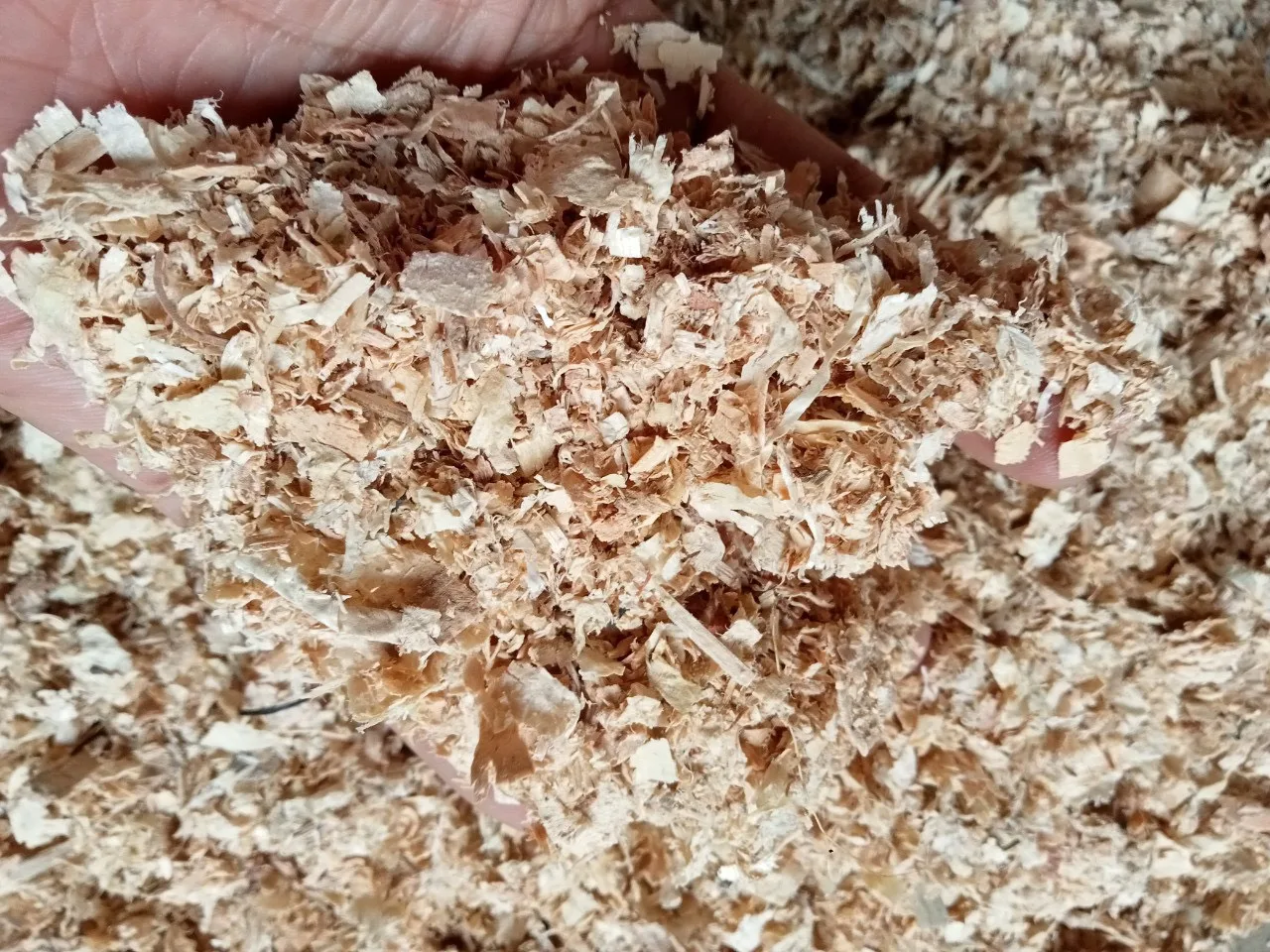 Wood Shavings For Indian,China,Korean,... Pine Soft Wood Shavings Buy