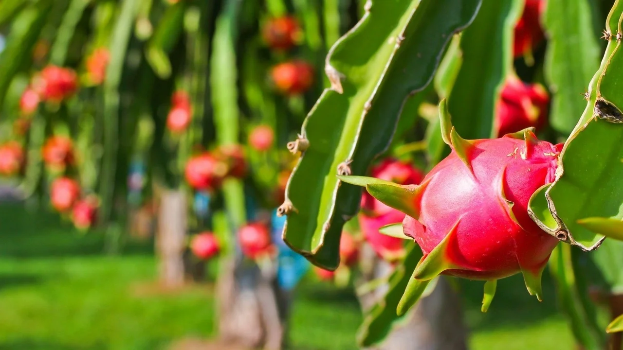 Vietnam Dragon Fruit / Pitaya White And Red Flesh Buy Global Gap