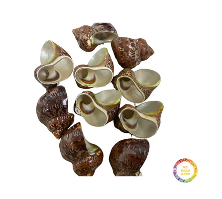 Natural Mother of Pearl Conch Shells for Crafts or Art Decoration Beautiful Designs at Reasonable Prices From Vietnam