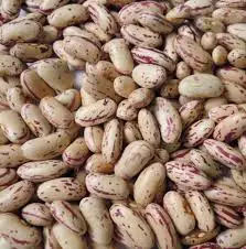 Dried Kidney Beans Light Speckled High Quality Raw Bulk Packaged Common Cultivation Type 25kg/50kg Bag Markco Polo 100% Pure