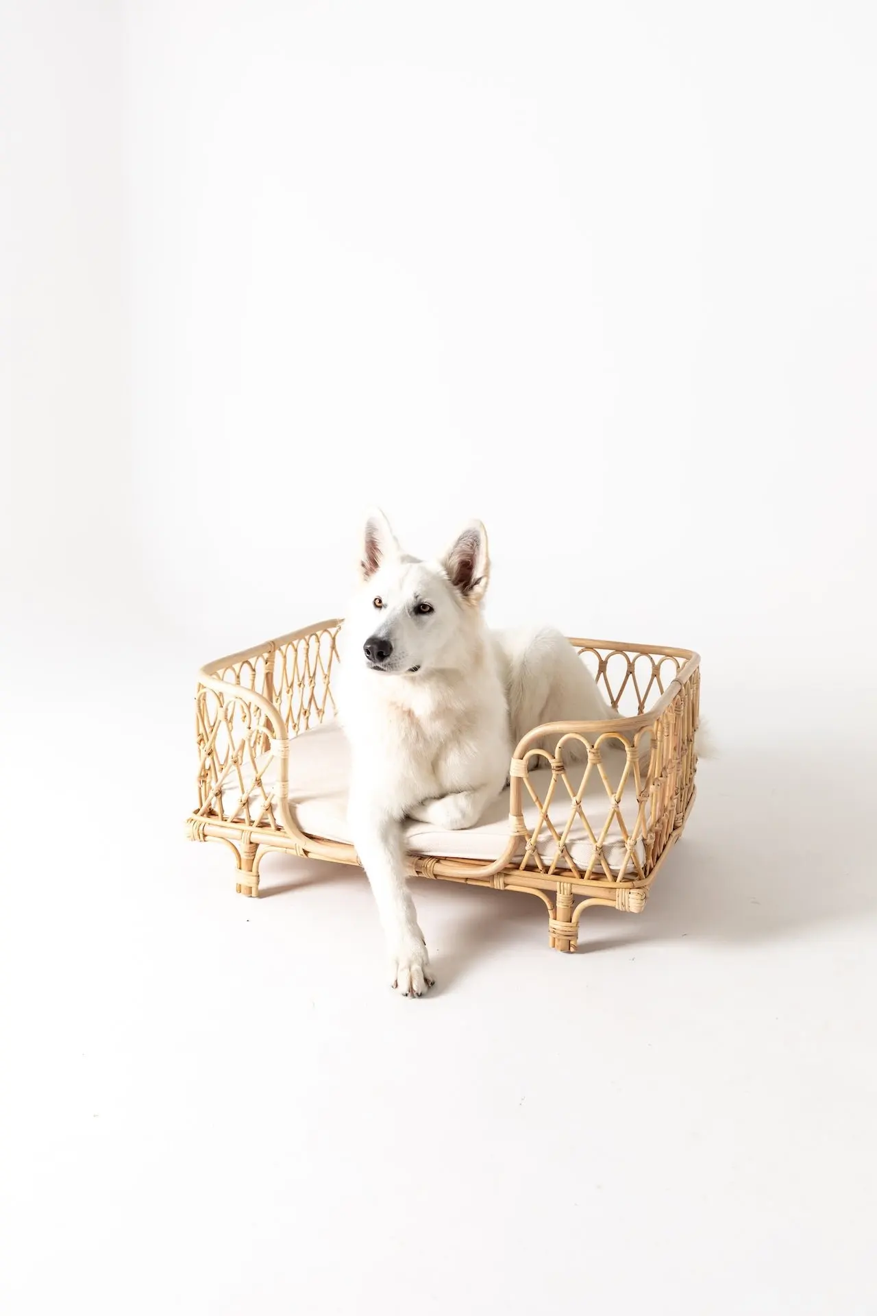 Modern Designer Rattan Dog Bed With Mattress Pillow Cheapest Rattan