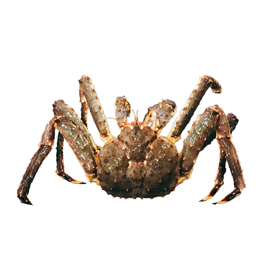 Red Alaskan King Crab/fresh Frozen And Mud Crabs Red King Crabs Soft ...