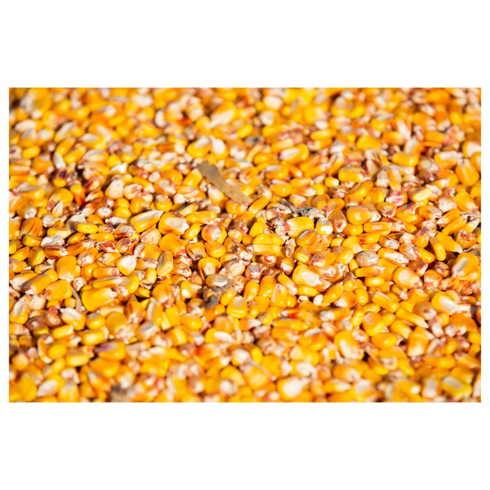 Yellow Corn And White Corn/ Yellow Maize For Animal Feed Buy Yellow