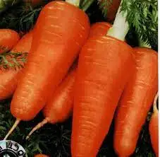 High Quality Carrots/ Wholesale Fresh Red Carrot Organic Fresh Carrots for Sale