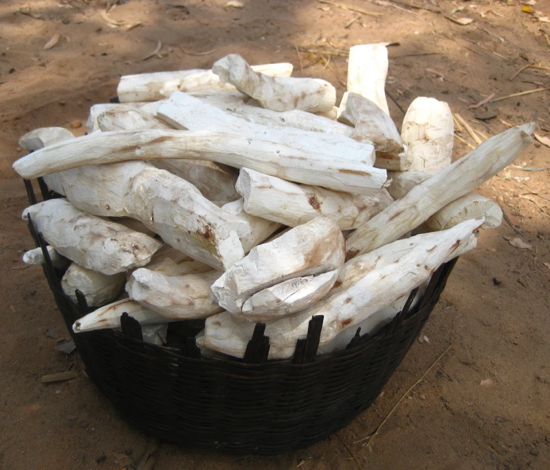 SUPPLYING DRY TAPIOCA/CASSAVA SLICE in BULK FROM VIETNAM - Cassava Chips for EU, Japan, USA at Competitive Price